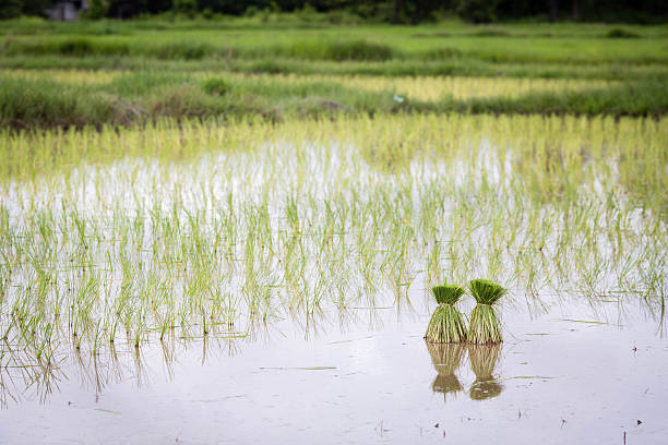 rice field stock photo