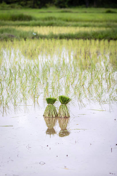 rice field stock photo