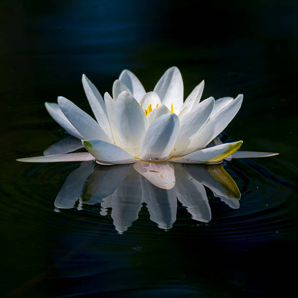 nénuphar big point - lotus reflection flower single flower photos et images de collection