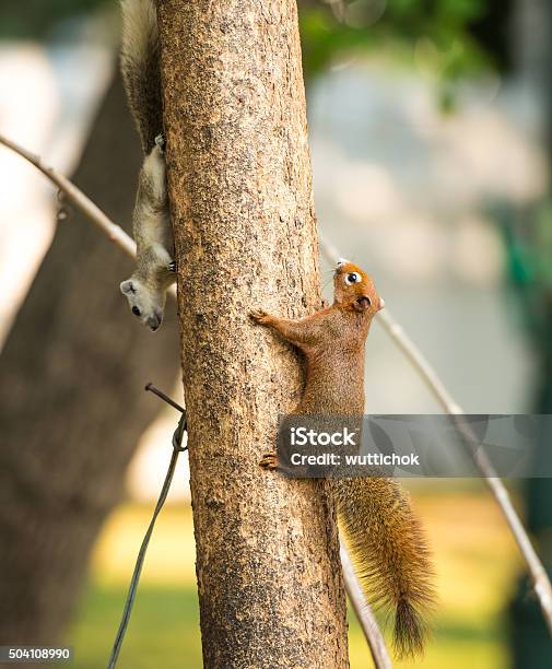 Foto de Esquilo Ou Pequenos Gong e mais fotos de stock de 2015 - 2015, Animal, Animal selvagem