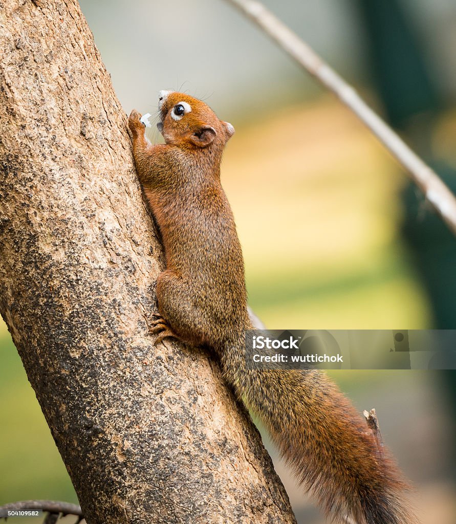 Esquilo ou pequenos gong, pequenos mamíferos na árvore - Foto de stock de 2015 royalty-free