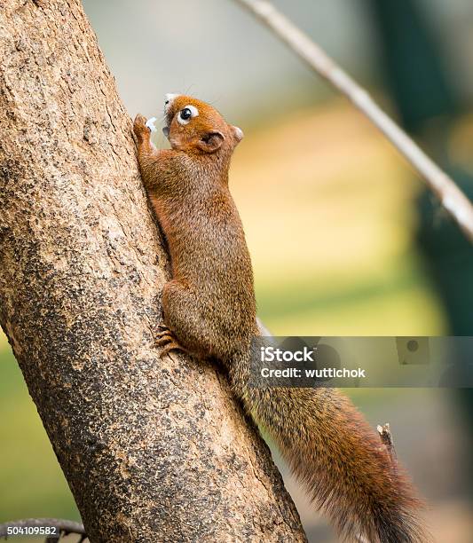 Foto de Esquilo Ou Pequenos Gong Pequenos Mamíferos Na Árvore e mais fotos de stock de 2015