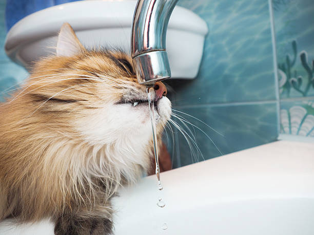 istock Funny cat with fangs drinking water in the bathroom 504109610