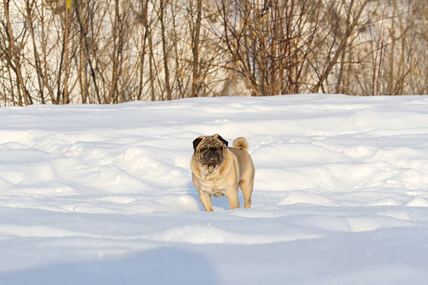 istock Pug dog on white snow 504110602