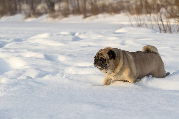 istock Pug dog on white snow 504110768