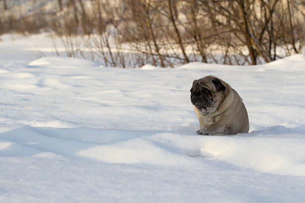 istock Pug dog on white snow 504110808