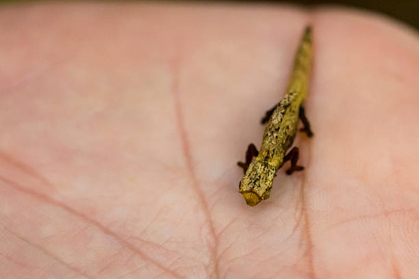 istock Smallest Chameleon in the world on a human hand 504112768