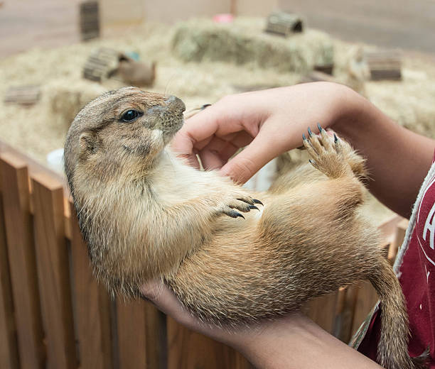 istock Wild chipmunk playing with woman hand. 504113238