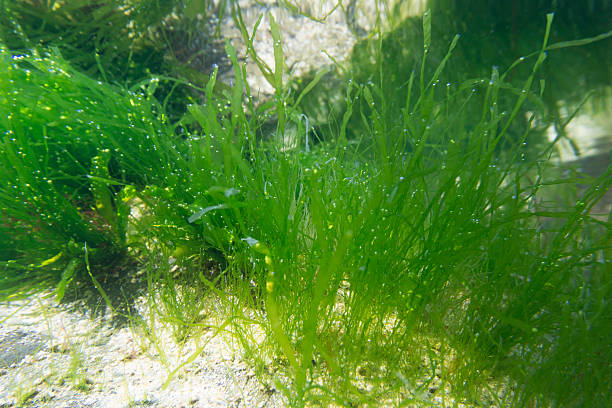seagrass na morze w czasie odpływu newquay, kornwalia - sea grass zdjęcia i obrazy z banku zdjęć