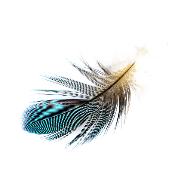 ara feather - feather white macro bird zdjęcia i obrazy z banku zdjęć