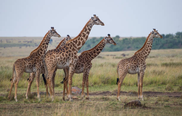 istock Giraffes on the Maasai Mara 504118176