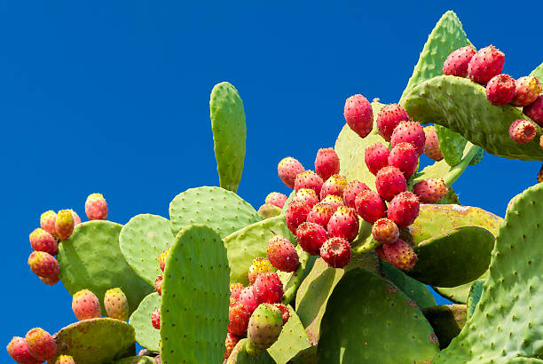 stachelige birnen mit roten früchten und blauem himmel im hintergrund - kaktusfeige stock-fotos und bilder