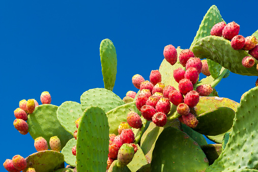 Prickly pear on the Italian coastline in Apulia.