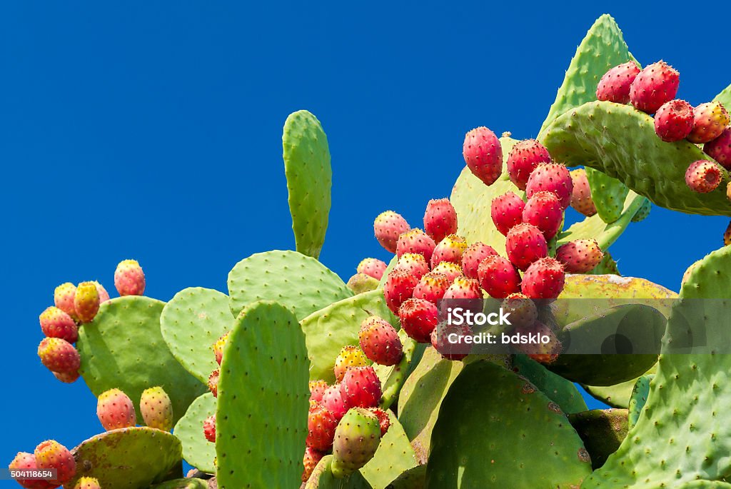 Prickly pears with red fruits and blue sky in background Prickly Pear Cactus Stock Photo