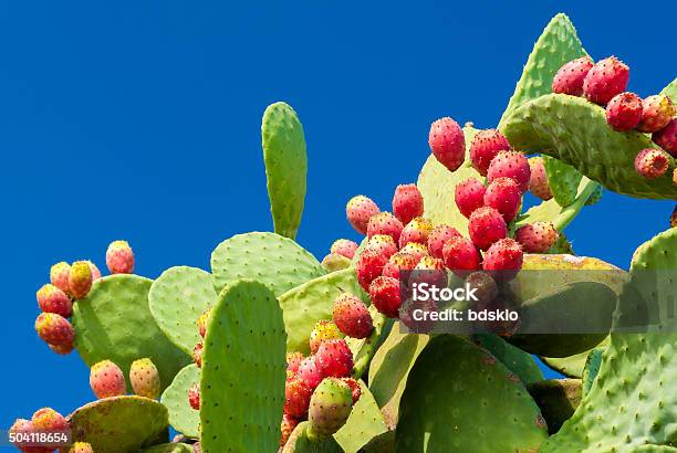 Prickly Pears With Red Fruits And Blue Sky In Background Stock Photo - Download Image Now