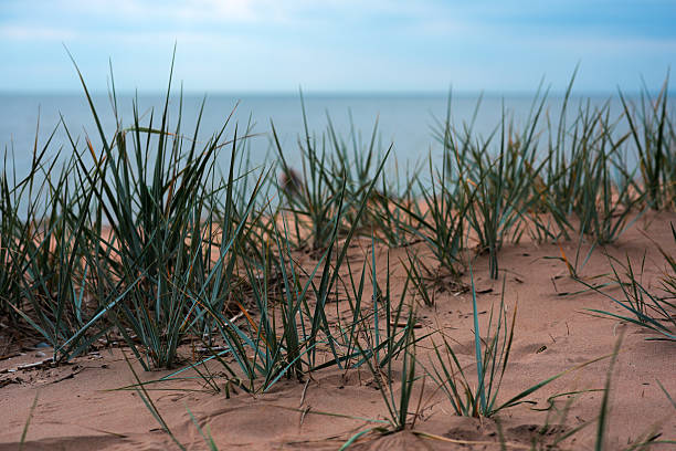 istock Sand dune against a sea 504118740