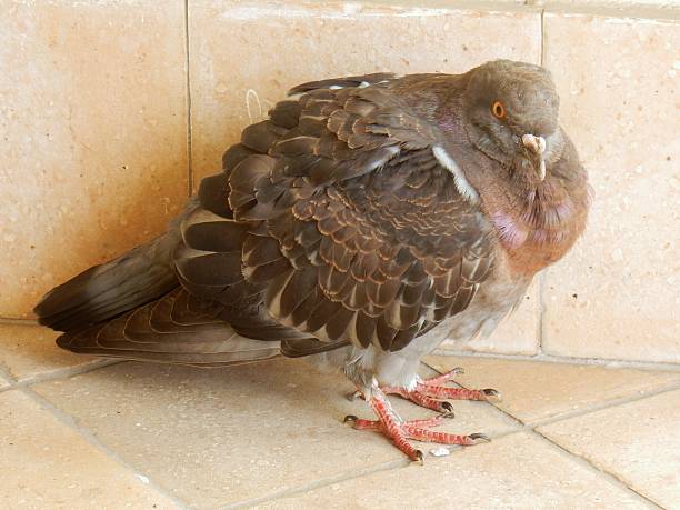 istock Pigeon in the foreground 504119290