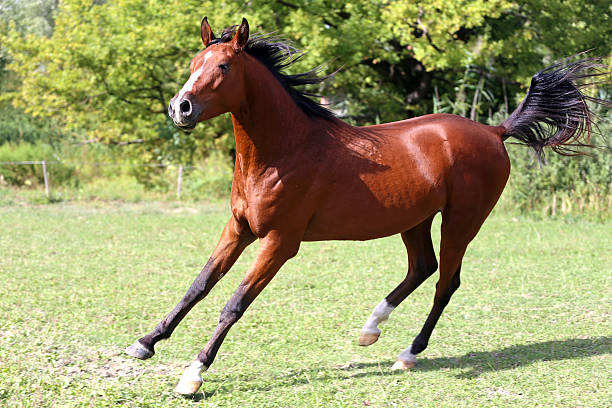 istock Arabian stallion runs gallop across summer meadow 504119892