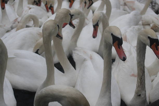 istock Flock of Swans 504121032