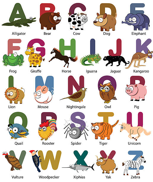 ilustraciones, imágenes clip art, dibujos animados e iconos de stock de vector alfabeto con animales - kangaroo animal humor fun