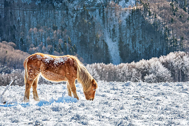 istock Horse in snow. 504121462