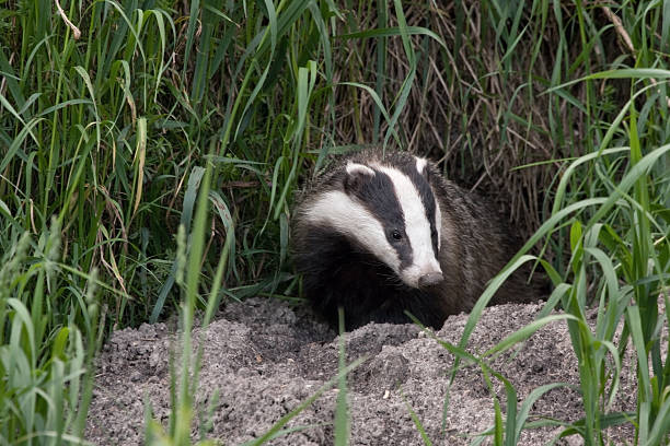 istock Badger comes out of the hole 504121742