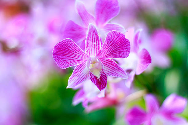 istock Closeup purple orchid 504121960