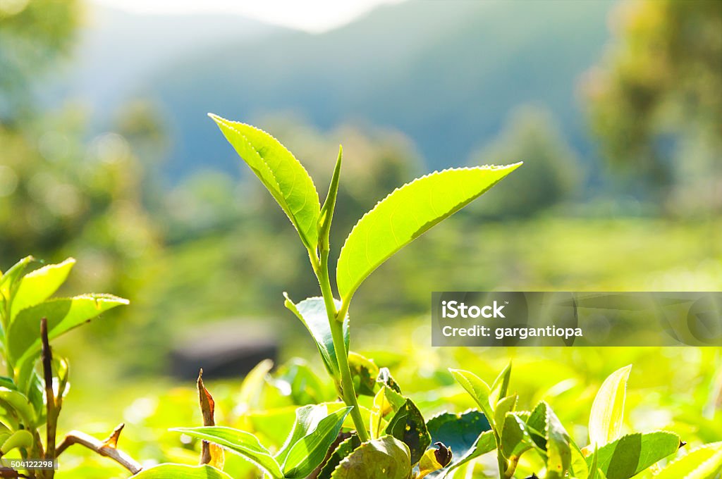 Tea Leaves Tea leaves at a plantation in the beams of sunlight Agricultural Field Stock Photo