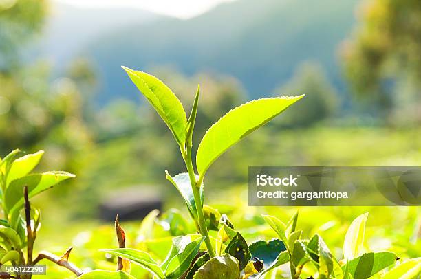 Tea Leaves Stock Photo - Download Image Now - Agricultural Field, Agriculture, Asia