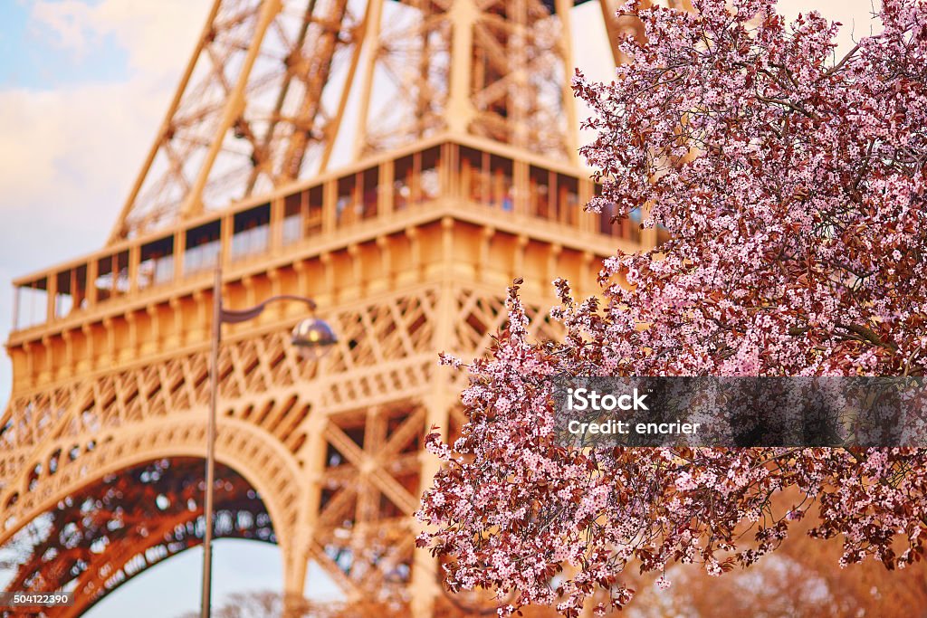 Beautiful cherry blossom tree and the Eiffel Tower Spring in Paris. Beautiful cherry blossom tree and the Eiffel Tower. Focus on flowers Architecture Stock Photo