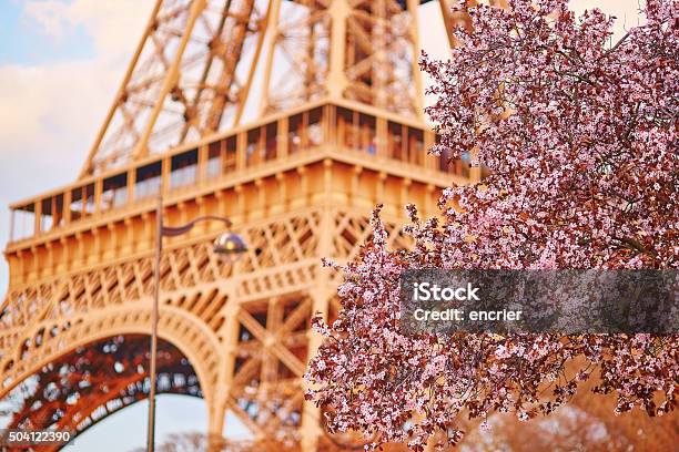 Beautiful Cherry Blossom Tree And The Eiffel Tower Stock Photo - Download Image Now - Architecture, Blossom, Capital Cities