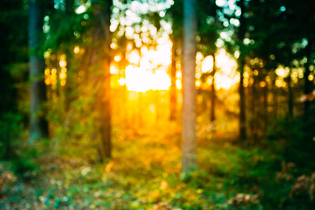 istock Abstract Autumn Natural Blurred Forest Bokeh Background 504123498