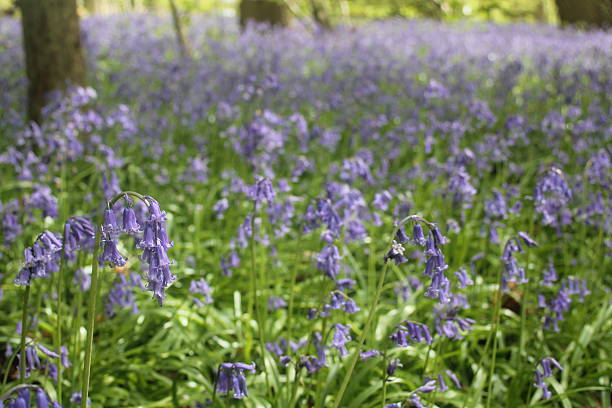 istock Bluebells in the woods 504123584