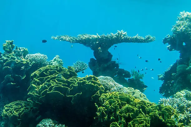 View of the coral world from Underwater Observatory Marine Park in Eilat, Israel