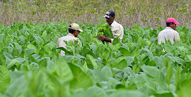 сбор листьев tobacco - tobaco стоковые фото и изображения