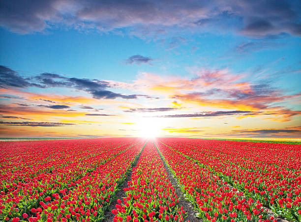 istock Beautiful tulips field in the Netherlands 504123914