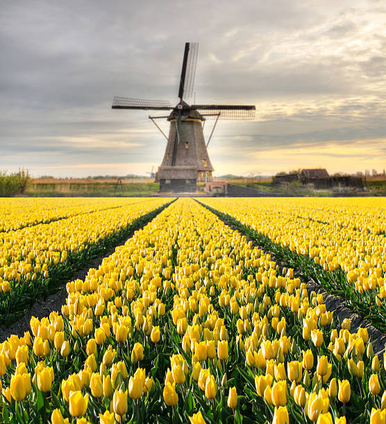 istock Vibrant tulips field with Dutch windmill 504124014