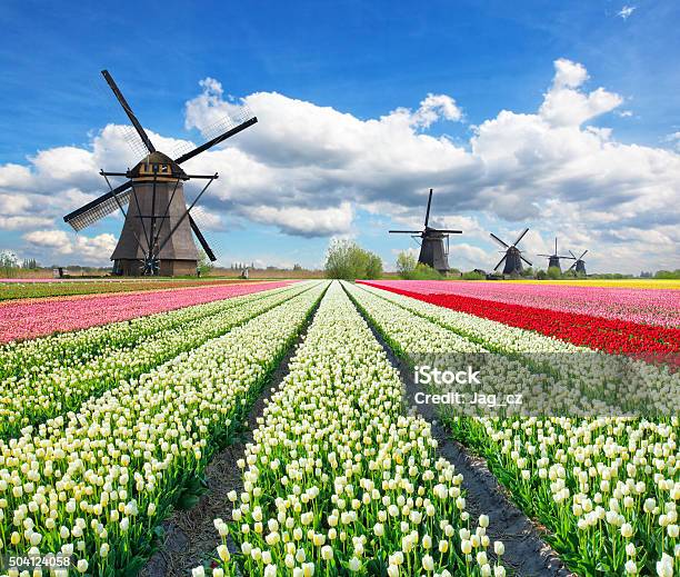 Vibrant Tulips Field With Dutch Windmills Stock Photo - Download Image Now - Netherlands, Tulip, Agricultural Field