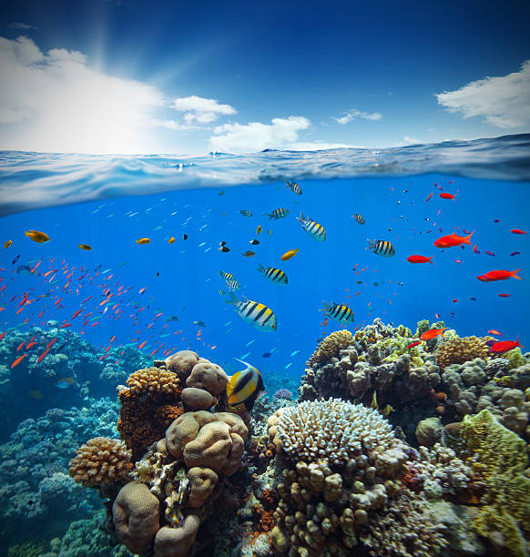 istock Underwater coral reef with horizon and water waves 504124252