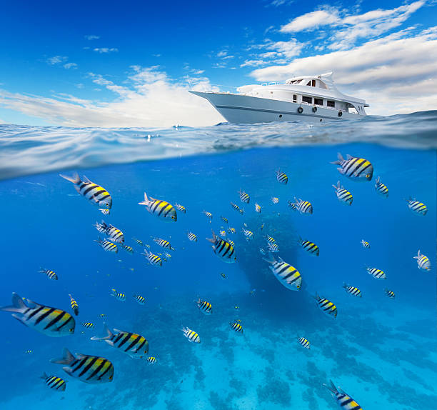istock Underwater coral reef with horizon and water surface 504124336