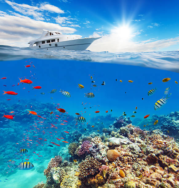 istock Underwater coral reef with horizon and water surface 504124354