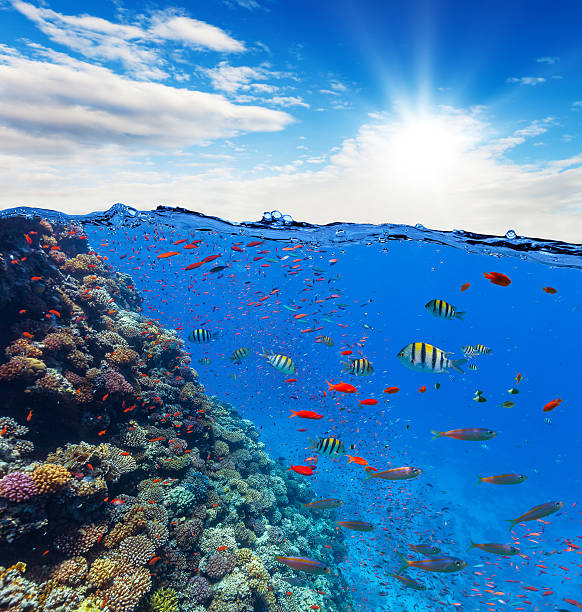 istock Underwater coral reef with horizon and water waves 504124394