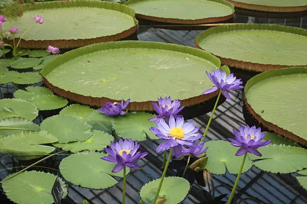 Blue water lily photographed alongside giant lilypads