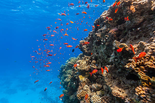 istock Coral reef and tropical fish in Red Sea 504124646