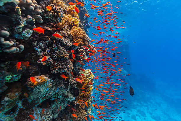 istock Coral reef and tropical fish in Red Sea 504124708