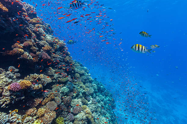 istock Coral reef and tropical fish in Red Sea 504124730