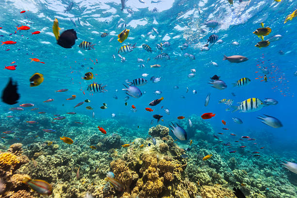 istock Coral reef and tropical fish in Red Sea 504124776