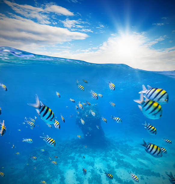 istock Underwater coral reef with horizon and water waves 504124790