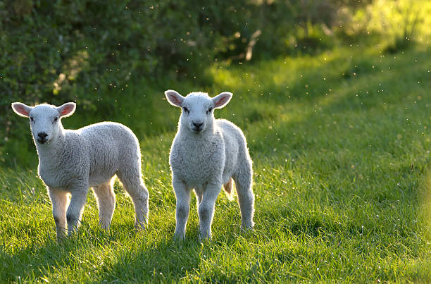 Lambs In The Spring 37,100+ Spring Lamb Stock Photos, Pictures & Royalty-Free Images - iStock