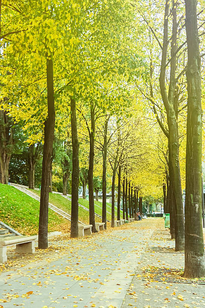 istock Green alley with trees in the park 504126646